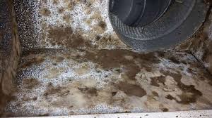 Expert Mold Remediation Cleaning Services California